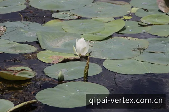 棋牌游戏参数横向评测背景